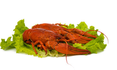 boiled crawfish and lettuce