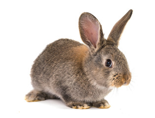 gray rabbit isolated