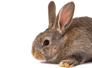 gray rabbit isolated