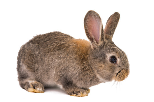 gray rabbit isolated