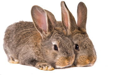 Obraz premium gray rabbit isolated