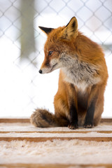 Red Fox (Vulpes Vulpes) Sitting in a Cage. Winter Shelter.