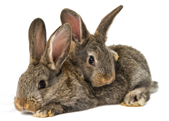 Obraz premium gray rabbit isolated