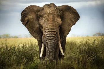 Crédence de cuisine en verre imprimé Éléphant fond d& 39 éléphant