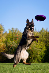 Deutscher Schäferhund und Frisbee