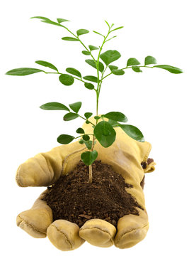 concept main verte, protection de la nature