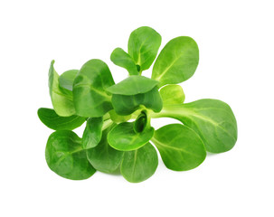 Valerianella lettuce