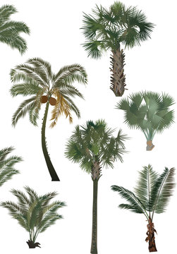green palm trees collection isolated on white