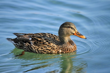Female mallard duck