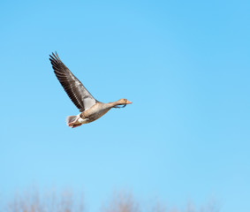 Goose flying in a blue sky in spring