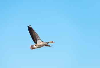Obraz premium Goose flying in a blue sky in spring