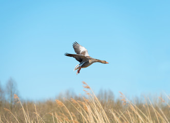 Fototapeta premium Goose flying over nature in spring