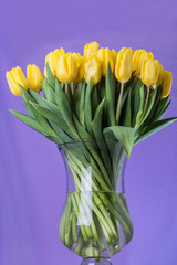 Set of yellow tulips in a glass vase