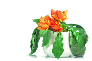 Rose cactus or wax rose, Pereskia bleo