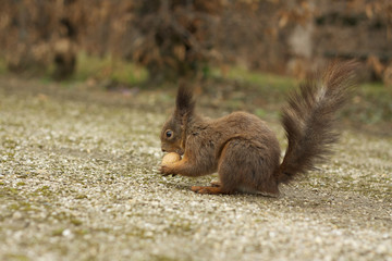Brown squirrel eating walnut