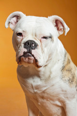 Obraz premium Mixed breed american and old english bulldog. Studio shot.