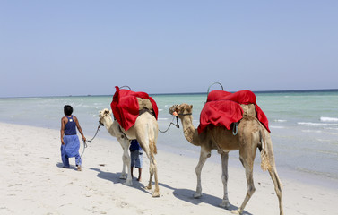 Camel on the beach of Djerba