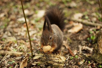 Grey squirrel in the woods eating a walnut