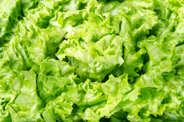 Texture and background of spring green lettuce leaves