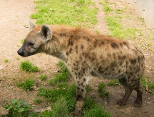 Close-up shot of a hyena