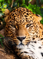 Close-up shot of a gorgeous leopardess