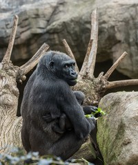 Black gorilla with her baby