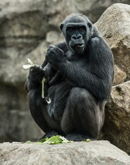 Fototapeta premium Big black gorilla sitting rock and eating