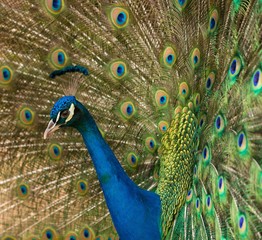 Naklejka premium Close-up shot of a peacock