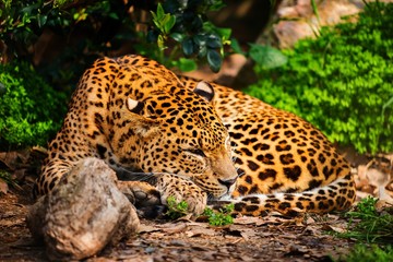 Obraz premium Gorgeous leopardess in natural habitat