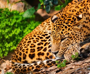 Naklejka premium Gorgeous leopardess in natural habitat