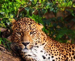 Naklejka premium Close-up shot of a gorgeous leopardess