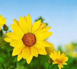 Floraison de gazania jaune