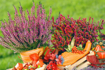 Calluna Vulgaris Heidekraut