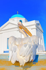 Greece,Petros the famous pelican of Mykonos island