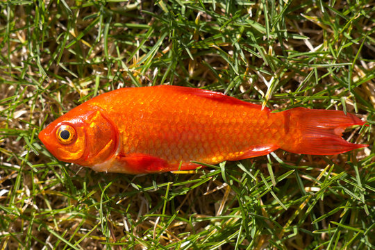 Goldfisch