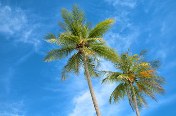 Coco palms