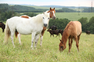 Obraz na płótnie Canvas Batch of horses resting on pasturage