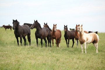 Fototapeta na wymiar Batch of horses resting on pasturage