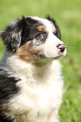 Portrait of gorgeous australian shepherd puppy