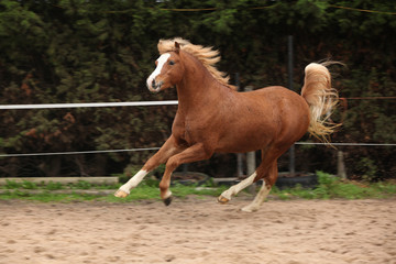 Obraz na płótnie Canvas Welsh pony stallion chestnut with blond hair