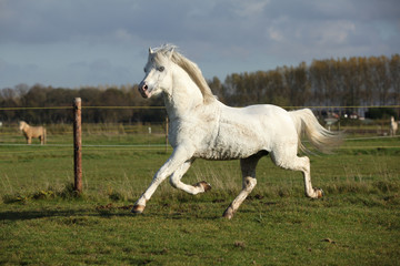 Obraz na płótnie Canvas Sweaty welsh mountain pony stallion