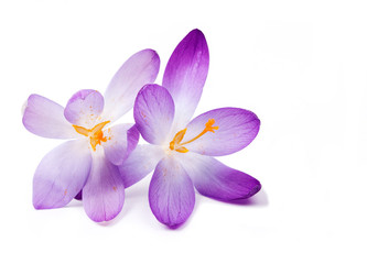 Obraz premium Crocus