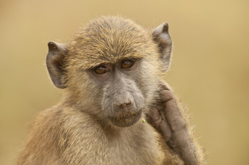 Portrait of an Olive Baboon
