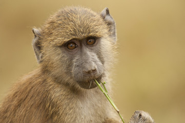 Obraz premium Portrait of an Olive Baboon
