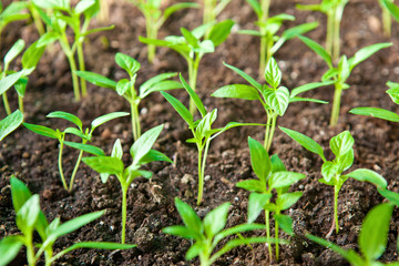 Young green sprouts