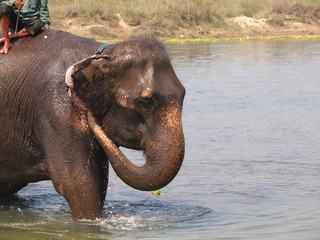 elephant bath - 51182548