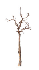 Old and dead tree isolated on white background
