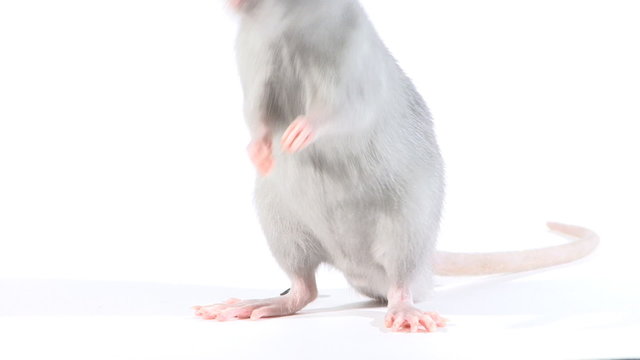 Rat run, in the studio on a white background