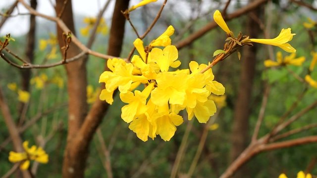 Tabebuia chrysotricha