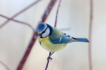 portrait of blue tit